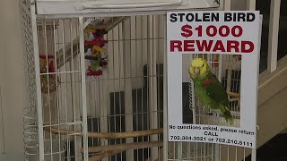 42yearold parrot stolen from downtown business in the dead of night