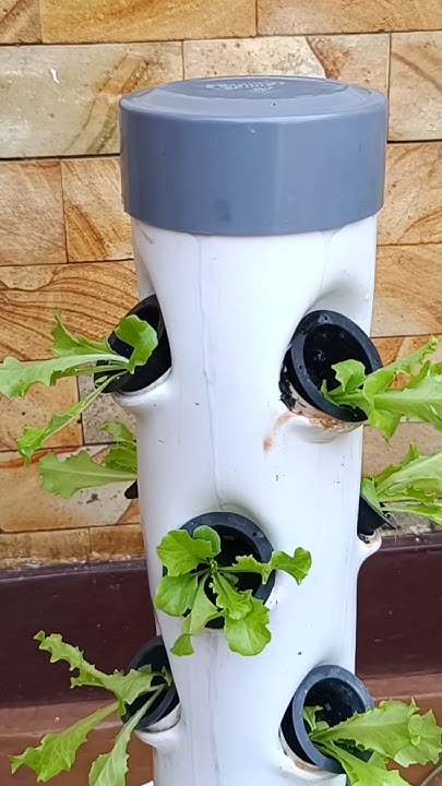 Grow lettuce using a vertical hydroponic system #shorts #hydroponics ...