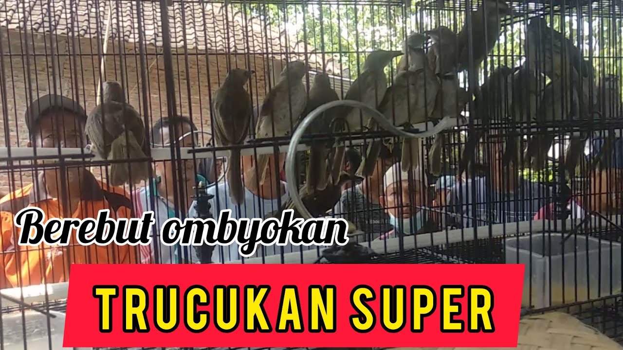 Ngombyok Trucukan Fighter dan Prospek di Pasar Gawok, Yakin Banyak yang Bagus