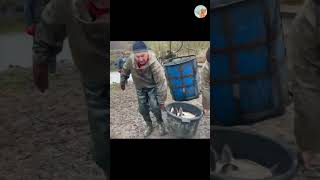 500 kg of silver carp into the river. Pile of fish #рыбалка #толстолобик #карпфишинг #рыба