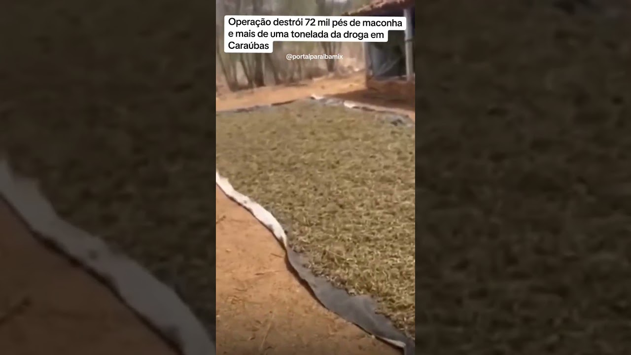 Operação destrói 72 mil pés de maconha e mais de uma tonelada da droga em Caraúbas