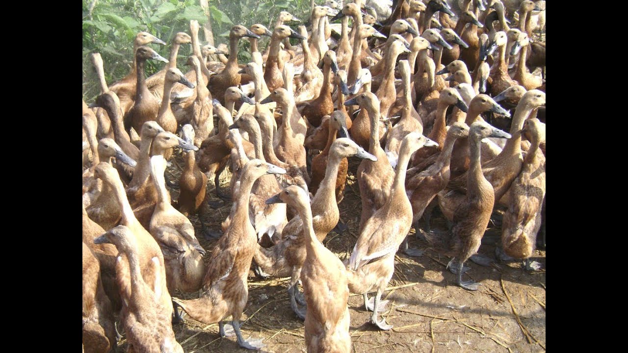 CARA SUKSES MENINGKATKAN PRODUKSI TELUR BEBEK PETELUR 