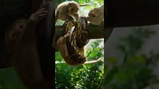 Monkeys Tried to Escape a Giant Snake… It Was Terrifying 😱🐍 #youtubeshorts #wildliferescue #monkey