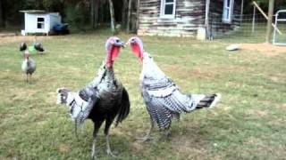 Turkey Fight