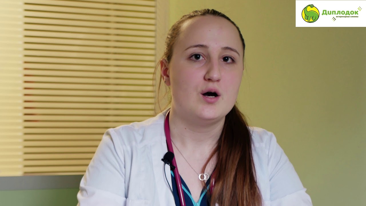 Что такое седация. Ветеринария. - YouTube