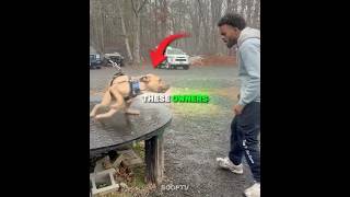 These Owners Met Unfriendly Dogs