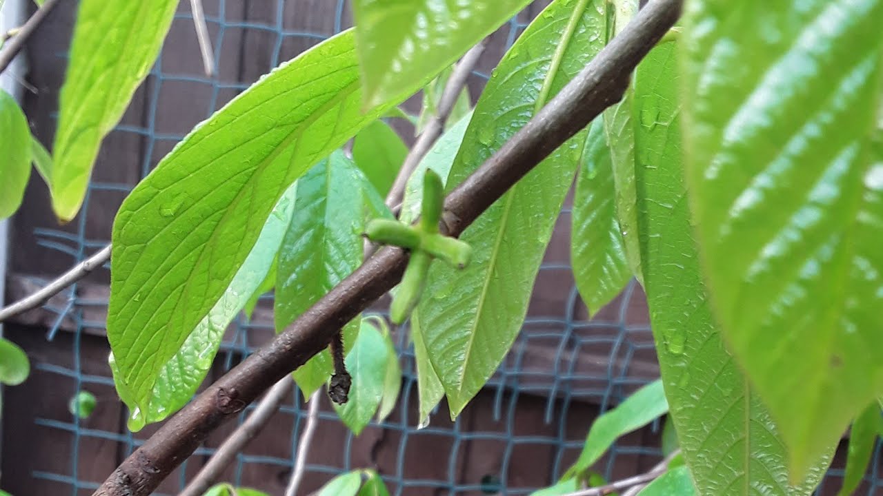 Pawpaw growing in the UK, identifying embryo fruits that may have set