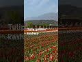 #Tulip garden kashmir viral short