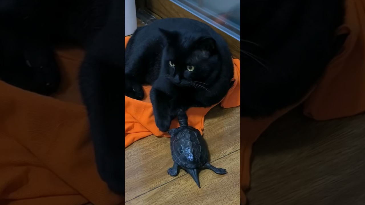 Turtle Follows Black Cat After Being Completely Ignored
