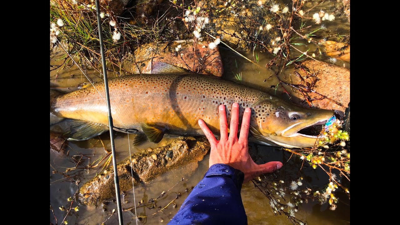Catching 13 lb Brown Trout from the South Saskatchewan River (SSR