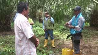 Extractora Cusiana - Sanipalma