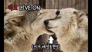 LIVE) 디아2 래더 하드코어 무자본 소환드루 육성, 헬 바알까지
