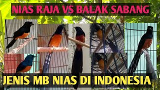 JENIS JENIS MURAI BATU EKOR HITAM / murai batu NIAS yang Ada Di Indonesia SAAT INI