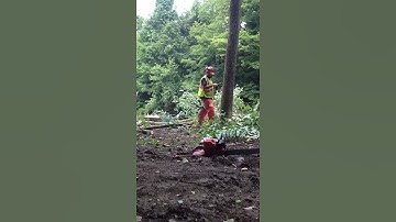 Cutting tree with hatchet