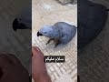 غدرت فيه بلنهاية اكسبلور طيور Birds Parrot ضحك Pets حيوانات مطوع معالج ببغاء يتكلم كاسكو غدرت فيه بلنهاية اكسبلور طيور Birds Parrot ضحك Pets حيوانات مطوع معالج ببغاء يتكلم كاسكو
