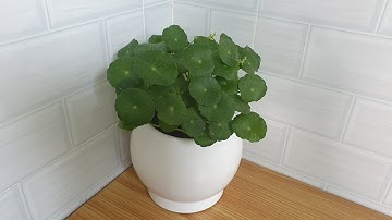 Cây đồng tiền –cách trồng và chăm sóc