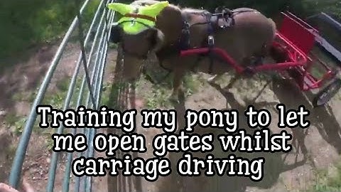 TRAINING MY PONY TO LET ME OPEN GATES WHILST CARRIAGE DRIVING | KM Carriage Driving