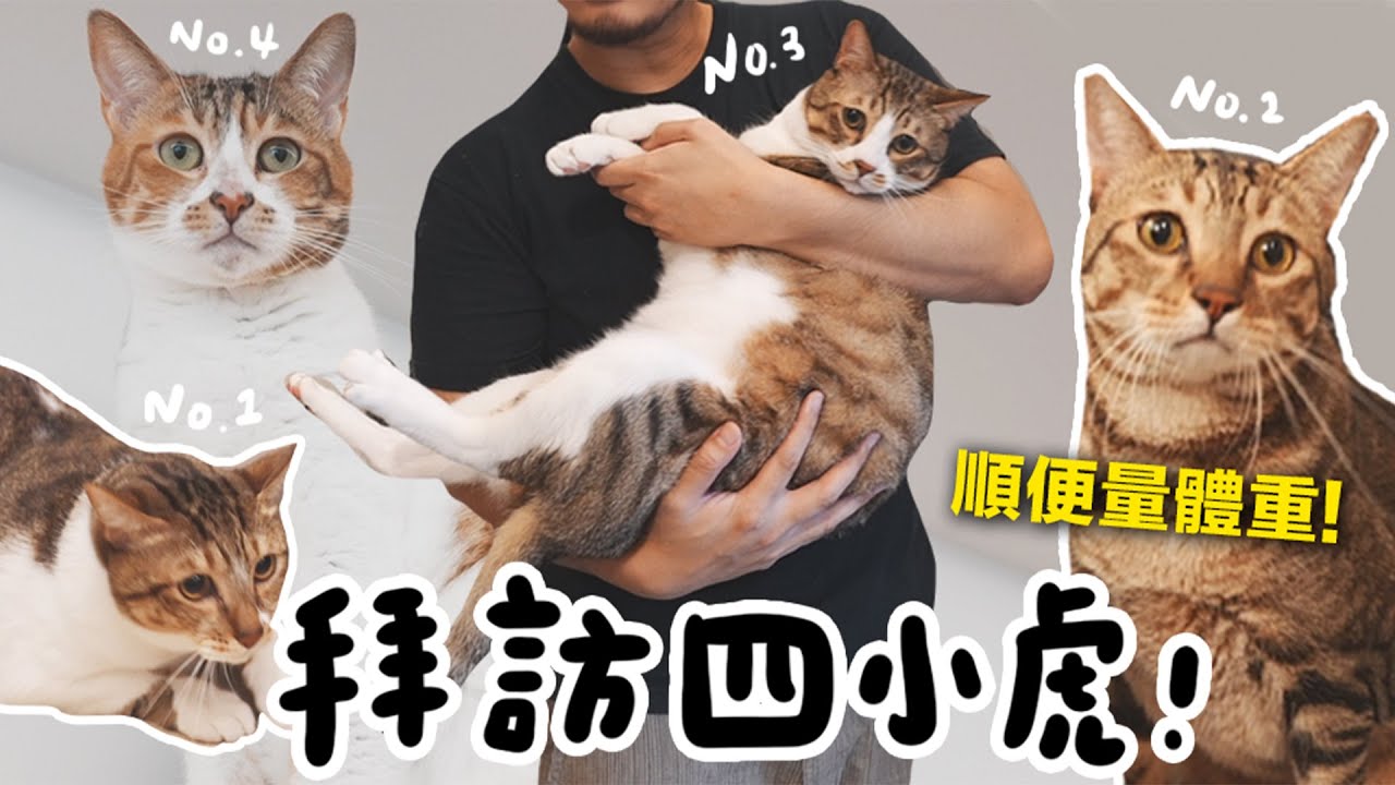【黃阿瑪的後宮生活】拜訪四小虎！順便量體重！