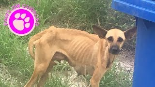 Lost In The Streets with no food by Paws on Curacao [ Animal Rescue Channel ] 3,780 views 4 years ago 4 minutes, 39 seconds