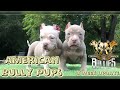 American Bully Puppies!!! ***(Update 8 Weeks Old)***