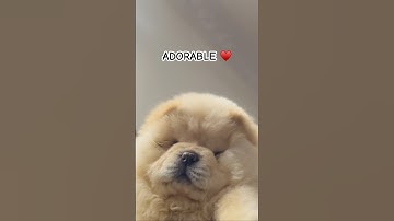 I AM ADORABLE👻♥️.. #chowchow #puppy #dog #cute #trending #viralvideo cutest Chowchow puppy #funny