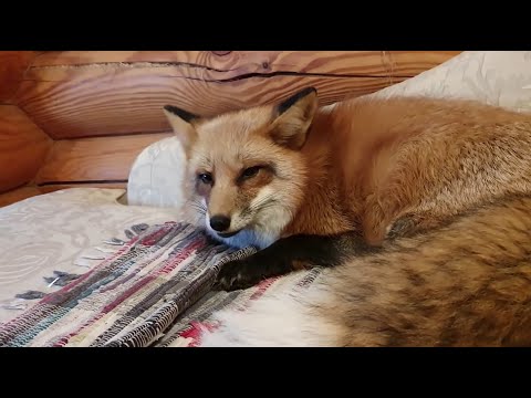 Wideo: Pies zaprzyjaźnia się z figlarną wiewiórką i patrzy, jak śpi