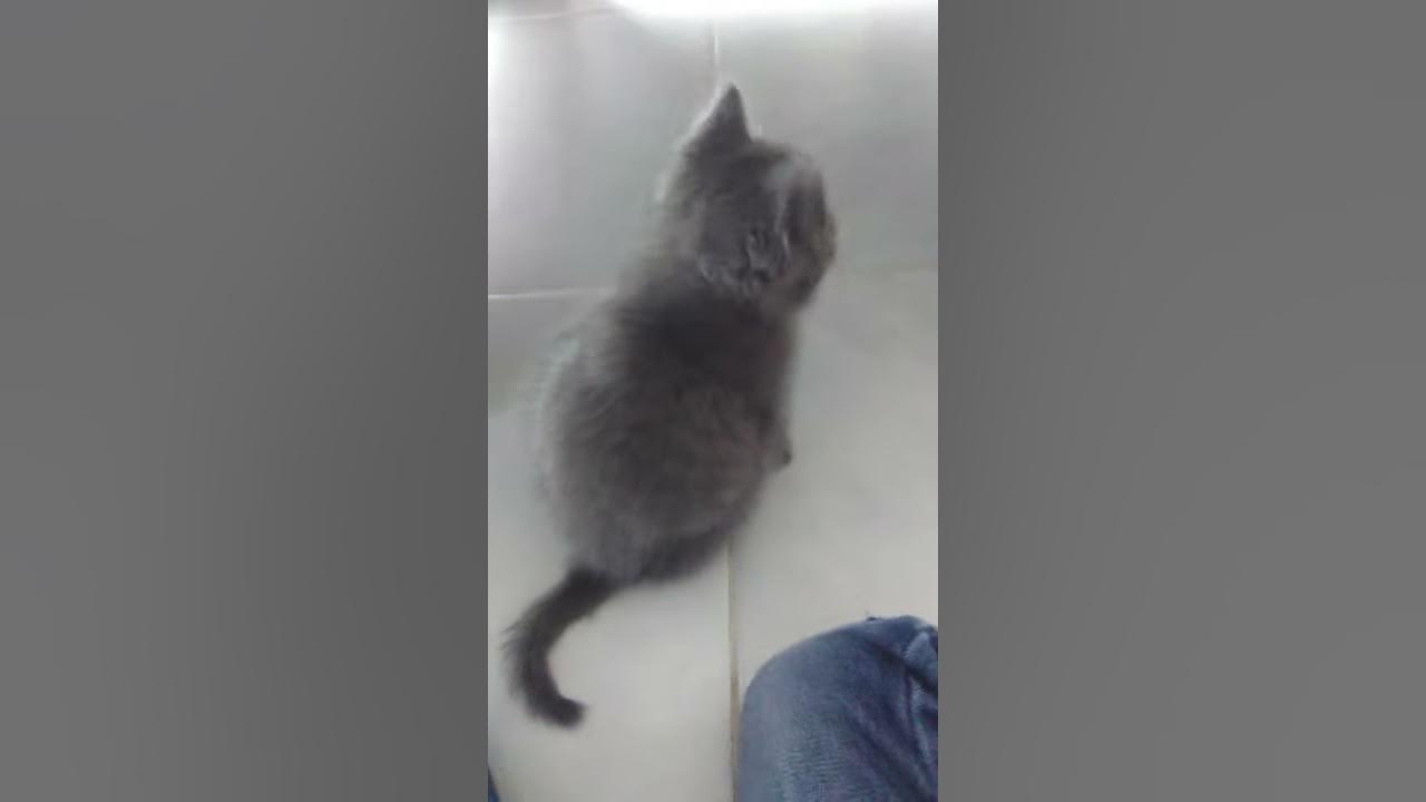 Кот бежит - YouTube