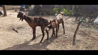 Shiroi बकर स Ajmeri बकर Crossing Thegoat Breeding Goat Meeting Powerful Breedergoat फरम हउस