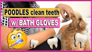 HOW I BRUSH MY DOG'S TEETH | Poodle Mom