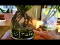 Water culture growing method for orchids...the basics.