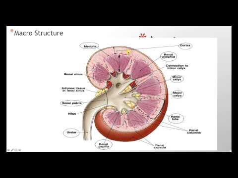 ಕಿಡ್ನಿ ಅನ್ಯಾಟಮಿ ಹಿಸ್ಟಾಲಜಿ