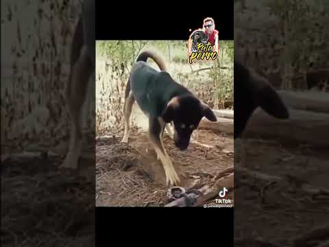 Video: Cachorro moteado con lengua larga tiene el bostezo más épico de todos los tiempos