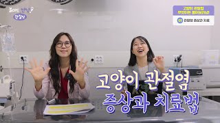 '고양이 관절염 증상과 치료법'  올해도 관절염 안냥 캠페인, 한국고양이수의사회 최혜현 수의사