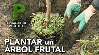 How to plant a fruit tree | Permaculture in Galicia - YouTube