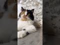 #cat #cats #trendingshorts #trending #youtube #shortvideo #shorts #short #pets #animals #viral