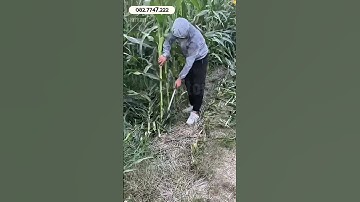 Liềm rìu đa năng 2 trong 1 siêu sắc