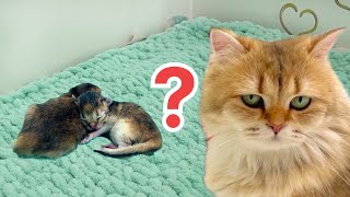 Mama Cat Hides Newborn Kittens - Heartwarming Moments Captured. by Kitten Love 4,514 views 1 month ago 2 minutes, 24 seconds