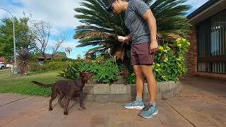 Amazing Kelpie Pup Learning Games So Easily.  Dog Trainer in Cooranbong.