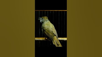 KAPAS TEMBAK GACOR NGEBREN NEMBAK PANJANG #kapastembak #birds #kapastembakgacor