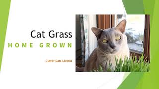 Cat Grass How to Grow It