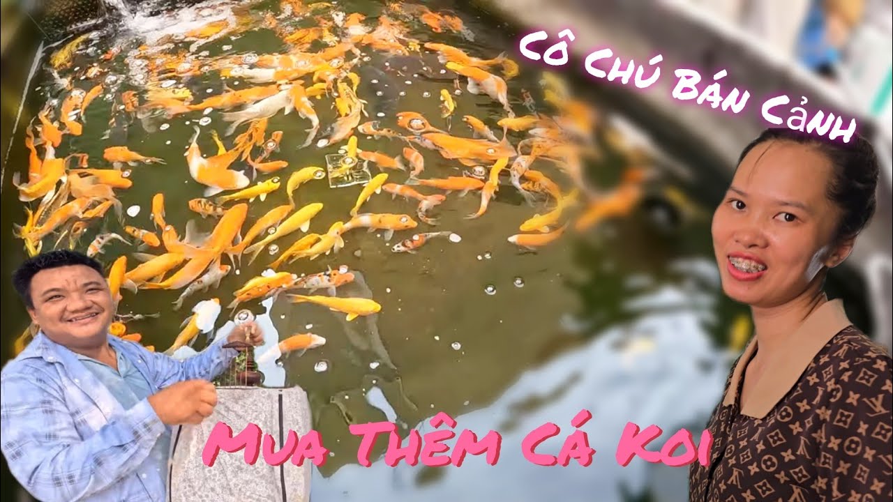 Mua Thêm Cá Koi Thả Bể Và Lót Ổ Gà Tre Bắc Tít Ấp  /Nhân Tạ Mốt