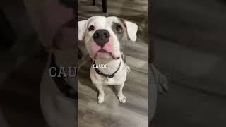 The Perfect Survey Before Adopting A Pitbull Dog Pitbull Puppy