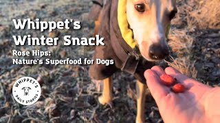 How Our Whippet Stays Healthy in Winter: Rose Hips Snack by One Dog Show 136 views 4 months ago 1 minute, 58 seconds