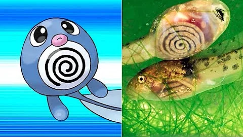 ¿Qué animales no tienen Pokémon?