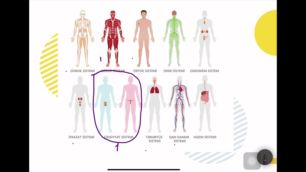 8-ci sinif biologiya.İnsan orqanizmi ilə tanışlıq.İnstinkt.düşüncəli fəaliyyət mücərrəd təfəkkür.