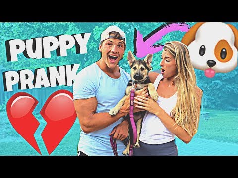 surprising-my-girlfriend-with-a-puppy-prank