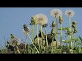 Dandelions in lawn flowers and clocks time lapse