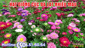 HẠT GIỐNG CÚC ĐÀ LẠT NHIỀU MÀU - CÚC MAGIC