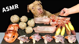 Best Dog MUKBANG PITBULL EATING RAW MEAT PARTS