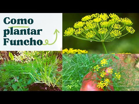 Vídeo: Plantando o Funcho de Florença: Como Cultivar o Funcho de Florença